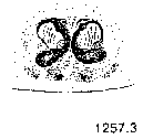 {short description of image}