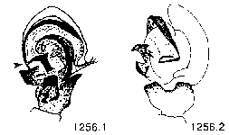{short description of image}