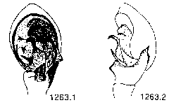 {short description of image}