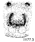 {short description of image}