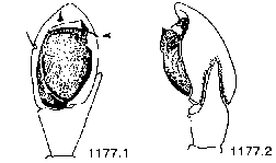 {short description of image}