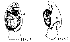 {short description of image}