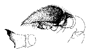 {short description of image}