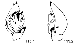 {short description of image}