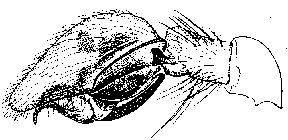 {short description of image}