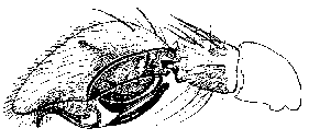 {short description of image}