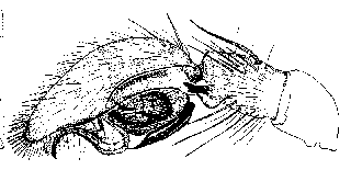 {short description of image}