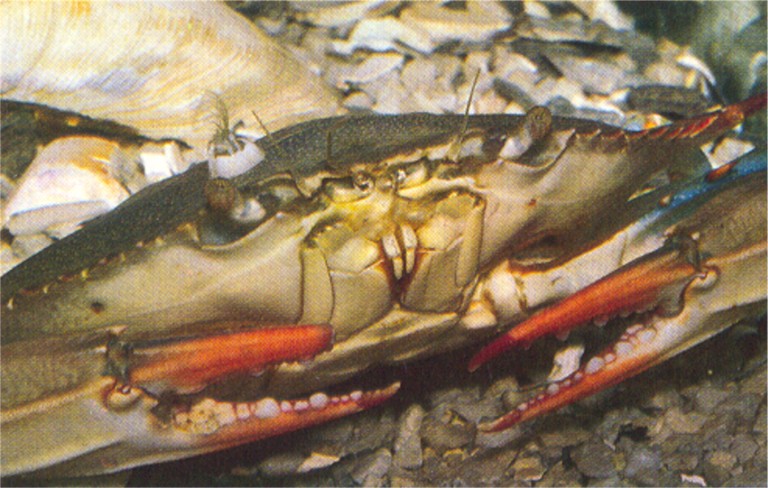 crush clawfish crush clawfish