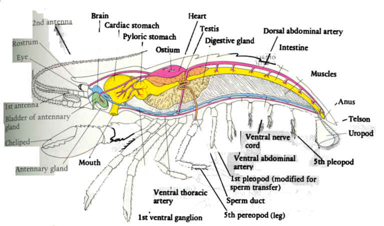 Crayfish Internal Anatomy