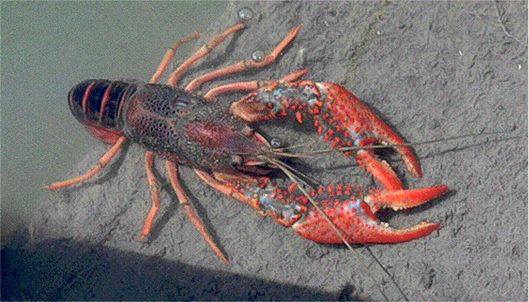order decapoda
