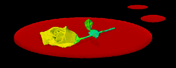 [rosebud in pool of blood]