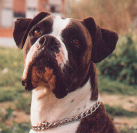 Boxers Portugueses