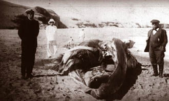 Ballena1.jpg (19849 bytes)