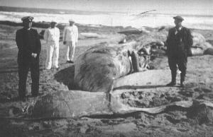 La Ballena en nuestras costas(gentil. Museo)