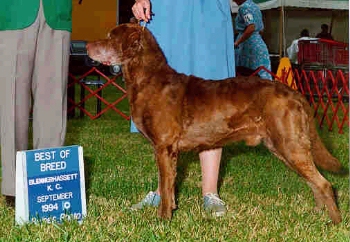 picture of Ch. Chesmate's King of Dimonde, CGC,WD