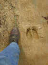 moose_tracks.JPG (216010 bytes)