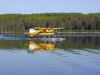 yellow_beaver.JPG (370817 bytes)