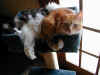 peachy_toby.JPG (93564 bytes)