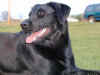 zoey2.JPG (99137 bytes)