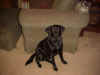 zoey.JPG (49758 bytes)