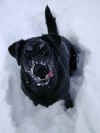zoey_winter.JPG (82690 bytes)