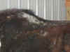 Brisco_Back.JPG (110977 bytes)