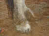 Brisco_Feet.JPG (134017 bytes)