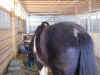 Brisco_day1_1.JPG (136173 bytes)