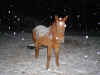 boomer_snow.JPG (169305 bytes)
