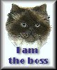 bosskitty