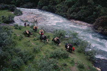 yaks