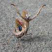 Big California Bug