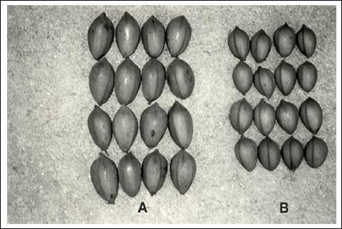 Fig. 1. Stuart Fruit