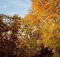 SYCAMORE TREES