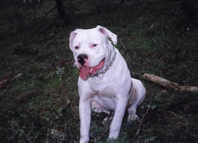 Candys kennels american bulldogs cheap