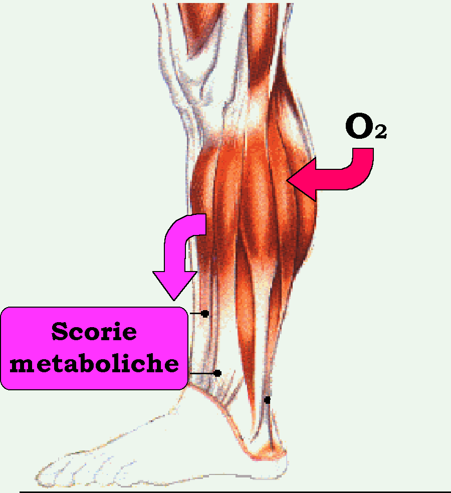 Il muscolo normalmente irrorato riceve sufficiente energia per i suoi bisogni metabolici