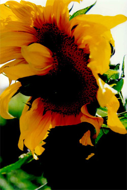 Sunflower,Novosibirsk