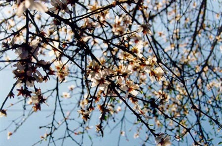 israeli spring