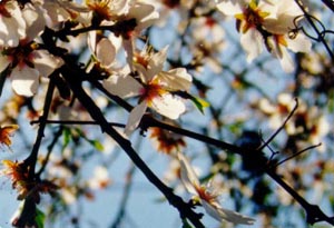 Israeli Spring