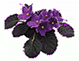 African Violet