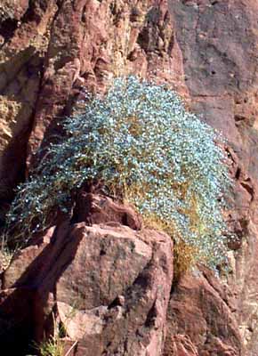 Click here to view some Saudi Arbian flora and fauna