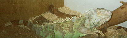 its my lizard