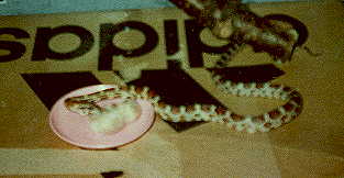 its my snake eating a mouse, she is alot bigger now