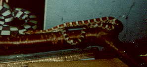 my snake bathing on her branch