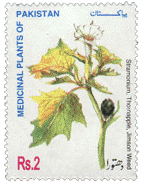 Medicinal Plants of Pakistan (Dhatura)