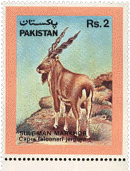 1988 - 29th October - Suleman Markhor