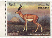 1983 - 20th June - Cinkara Deer