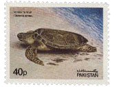 1981 - 20th June - Wildlife - Green Turtle - Set of 1