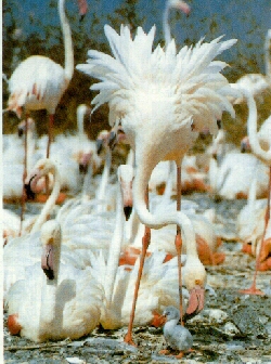 Flamencos en �poca alta