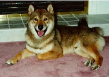 Dog Pic